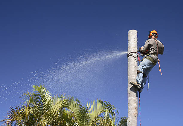 Best Pest Control for Lawns  in South Lancaster, MA