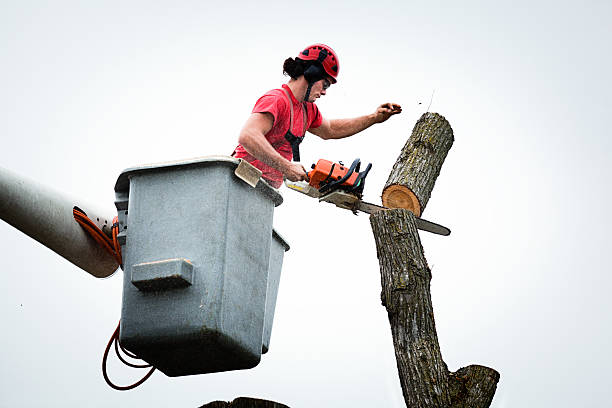 Best Hazardous Tree Removal  in South Lancaster, MA