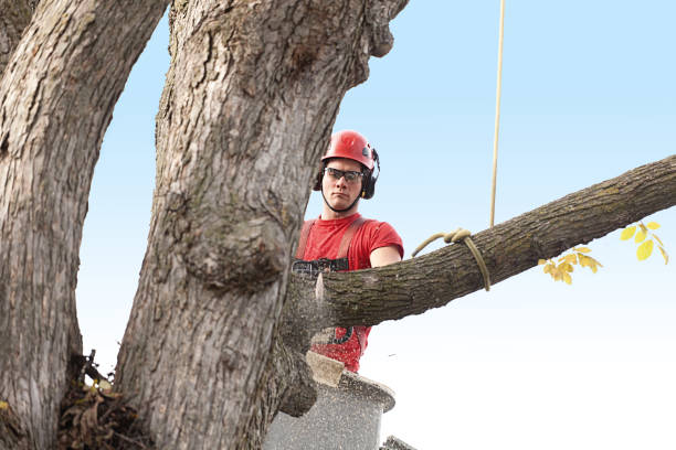 Best Tree Disease Treatment  in South Lancaster, MA